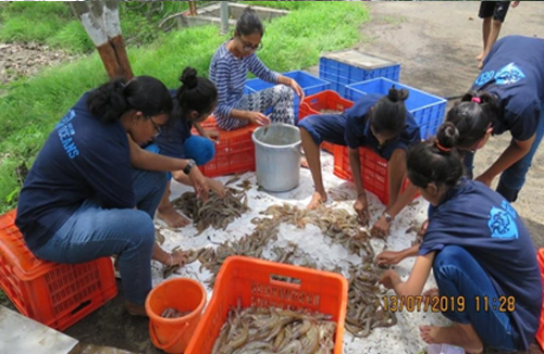 Shrimp Harvesting at Aqua Farm, Danti