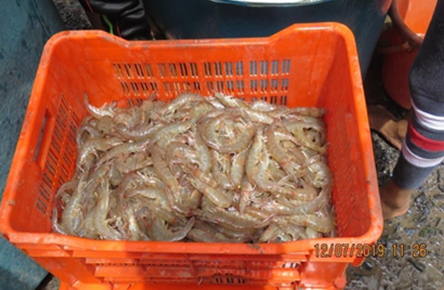 Shrimp Harvesting at Aqua Farm, Danti