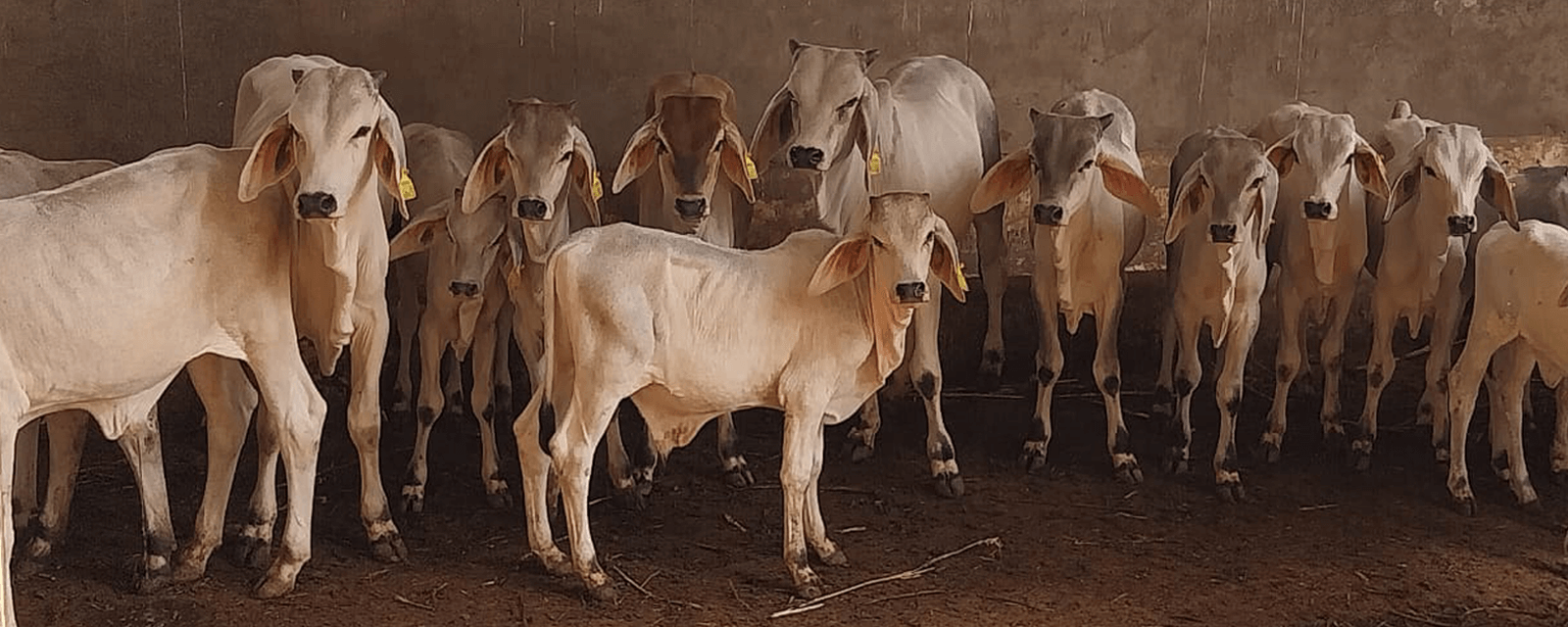 College of Veterinary Science and Animal Husbandry, Bhuj