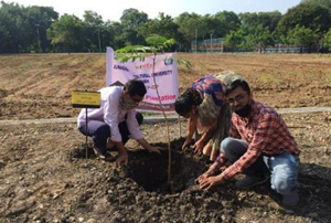 Tree plantation