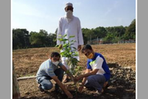 Tree plantation