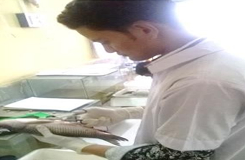 Fish Dissection