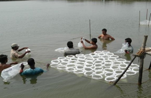 Releasing Seed in Brackish Water Farm