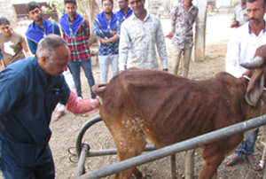 Animal Health Camp