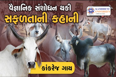 વૈજ્ઞાનિક સંશોધન થકી સફળતાની કહાની /  પશુપાલન સફળ વ્યવસાય