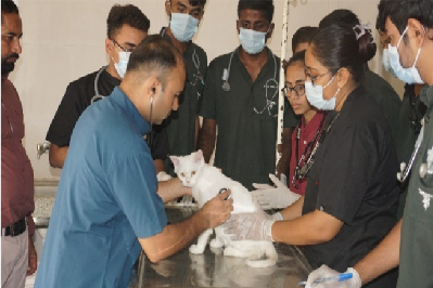 Department of Veterinary Medicine, College of Veterinary Sci. & A. H., KU, Junagadh organized "Free Cat Health Checkup and Anti-Rabies Vaccination Programme"