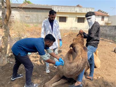 "Camel Disease Diagnosis and Treatment Camp"