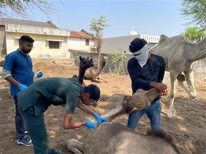 "Camel Disease Diagnosis and Treatment Camp"