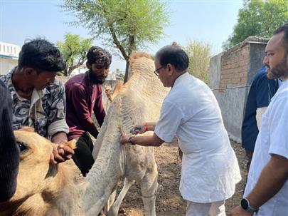 "Camel Disease Diagnosis and Treatment Camp"