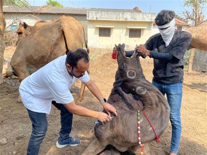 "Camel Disease Diagnosis and Treatment Camp"