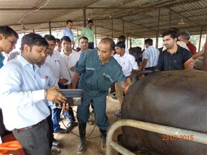 Hands on Bovine Reproductive Ultrasonography Camp on 22 July, 2015 at Kamdhenu University, Gandhinagar