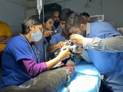 Report on "HANDS ON TRAINING ON GASEOUS ANESTHESIA IN VETERINARY PRACTICE"