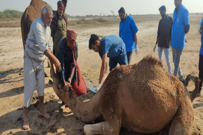 Camel Health Camp at Juni Akho, Khambhat Organised by Veterinary College, Kamdhenu University, Anand