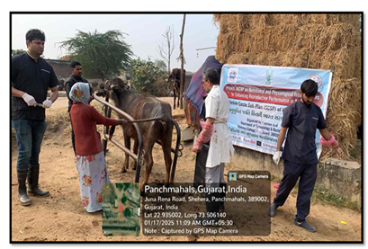 Organization of Clinical Camp and Distribution of Mineral Mixture under AICRP scheme